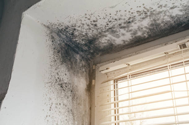 Affordable Black Mold Remediation solutions in Joppa, MD